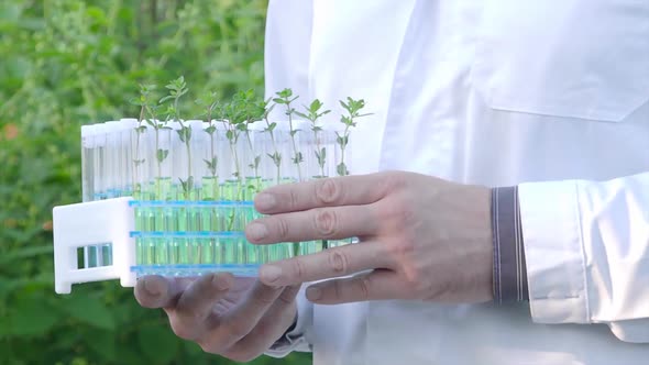 Close Up View of a Researchers Showing Test Tubes with Green Sprouts. alt