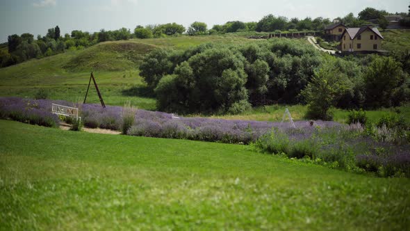 Wide Shot of Beautiful Field with Purple Lavender and Green Grass