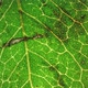 Green Leaf Analysis - VideoHive Item for Sale