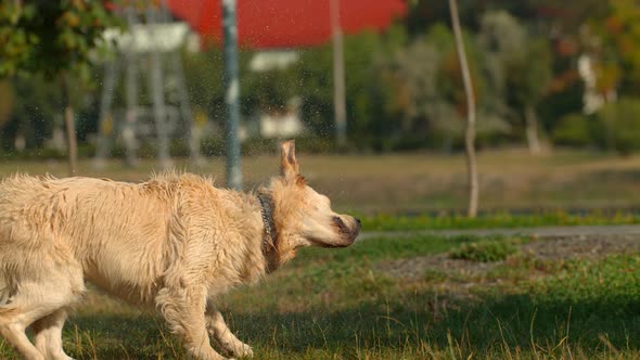 Wet dog shaking off water, Ultra Slow Motion