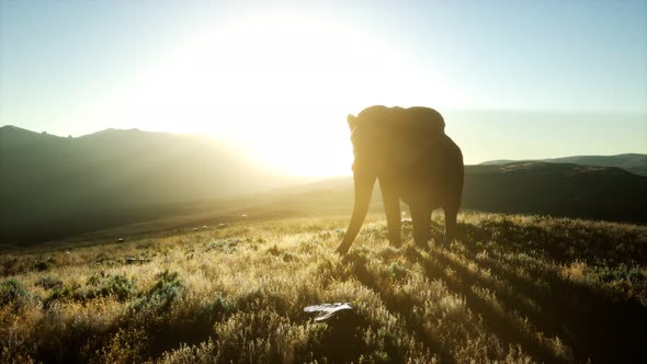 Old African Elephant Walking in Savannah Against Sunset