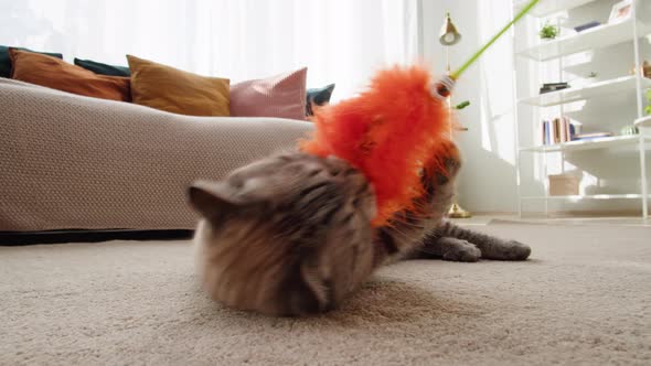 Funny Cat Playing with Toy on Floor Closeup Scottish Fold Portrait