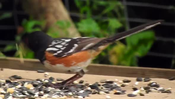 Bird, Bath, Time