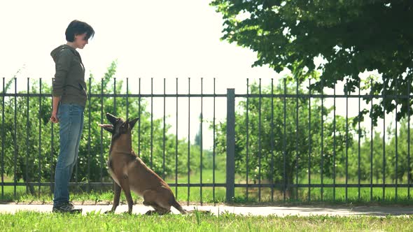 Training of a Dog.