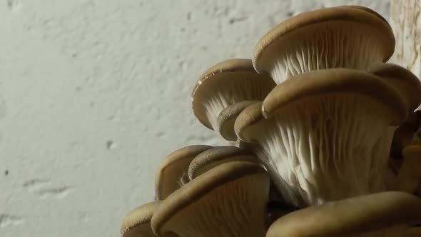 Oyster mushrooms time lapse. Healthly food.