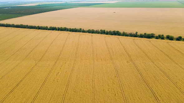 Aerial  Landscape View of Yellow Cultivated Agricultural Fields with Growing Wheat Crops