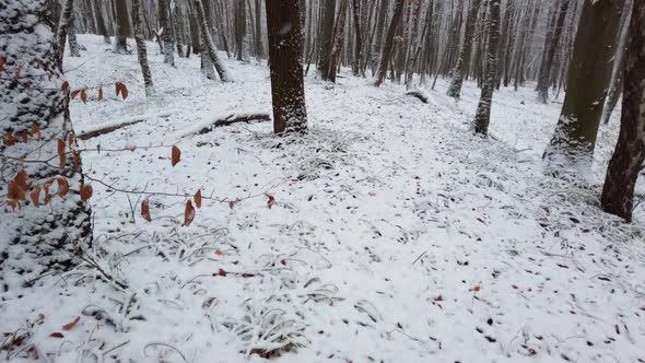 Snowy trees in the winter forest.