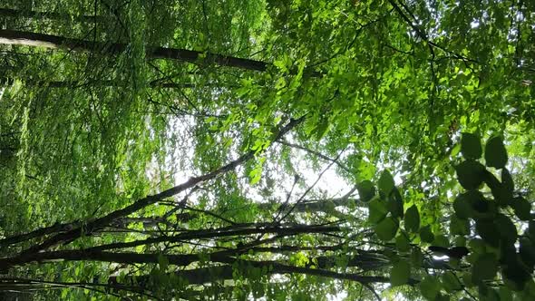 Vertical Video of a Beautiful Forest in Summer