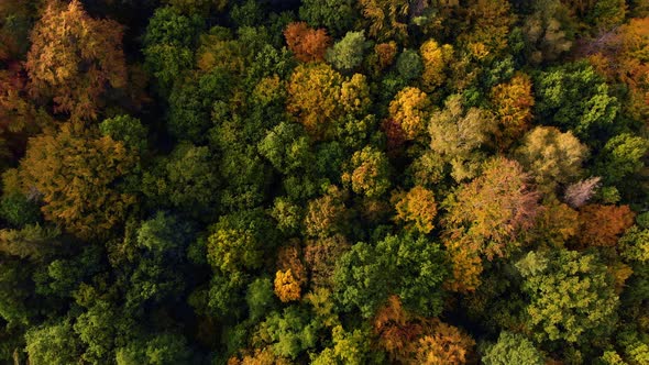 Autumn jungle view from above