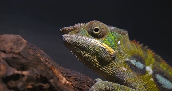 Panther Chameleon, furcifer pardalis, Adult standing on Branch, Madagascar, Slow motion 4K