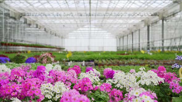 Multicolored primroses bloom in greenhouse, medium slider shot.