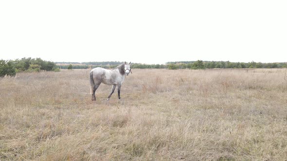 Horse in the Field in Autumn Slow Motion