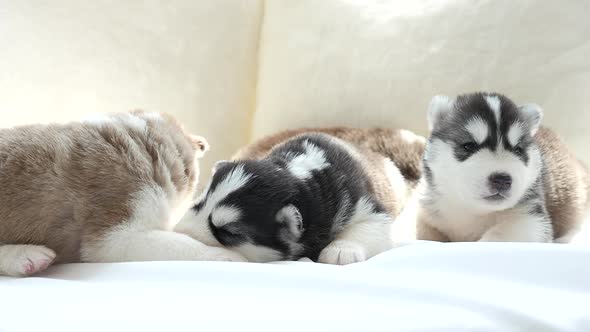 Cute Siberian Husky Puppies Lying On White Bed Under Sunlight