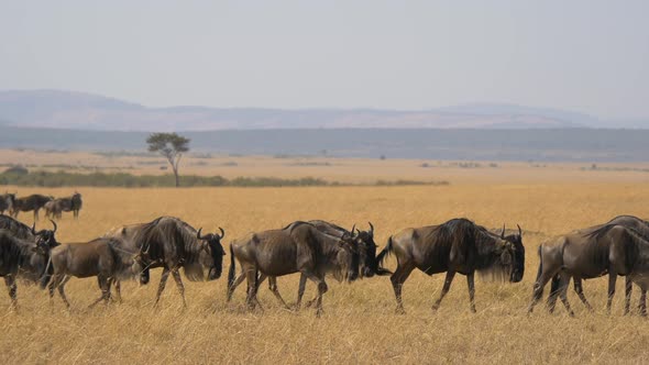 Herd of wildebeests walking on dry plains