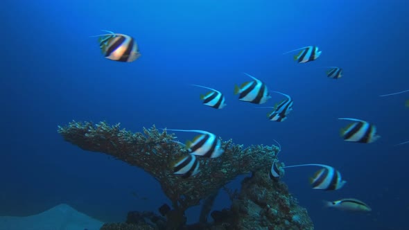 Underwater Colorful Reef Fish Banner Fish