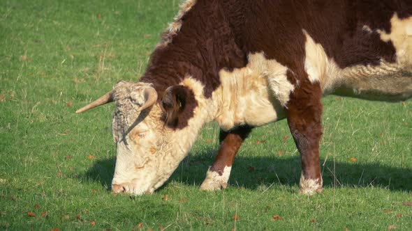 Cow Eating The Grass In Field