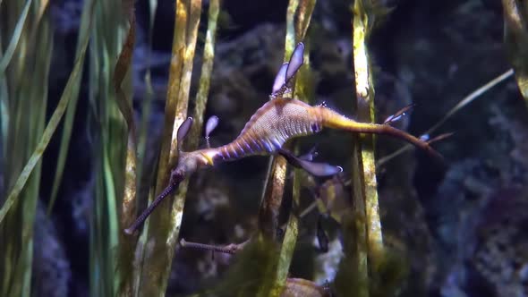 Common Seadragon or Weedy Seadragon is a Marine Fish Related to the Seahorse