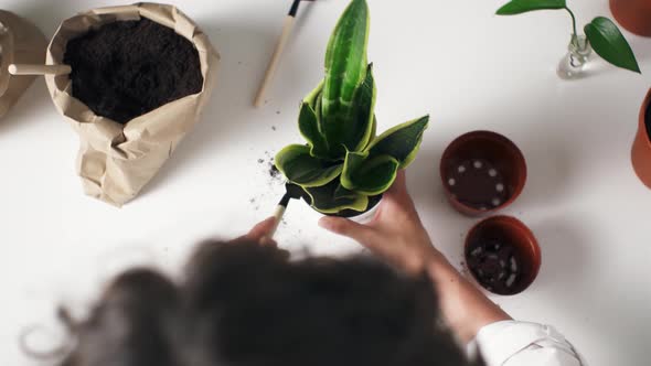 Young Woman Transplants Plant In Large Pot. European Lady Caring For House Plant, Plant Transplant