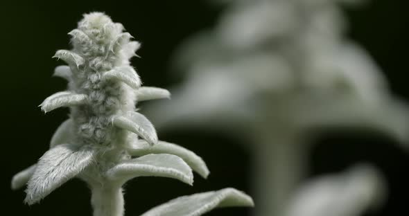 Stachys byzantina  or woolly hedgenettle.