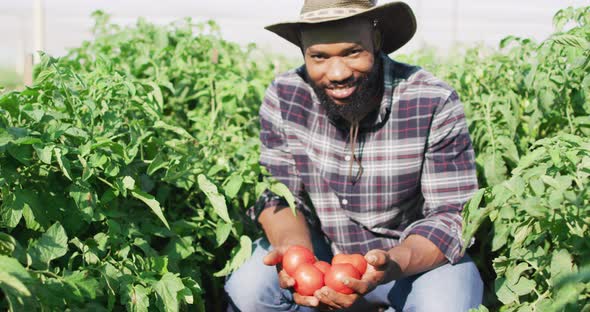 Video of happy african american man holding tomatoes in greenhouse