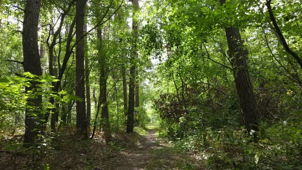 Daytime Forest Landscape in Summer