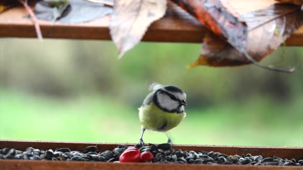 Eurasian blue tit (Cyanistes caeruleus) eating bird food in a birdhouse and flies away.