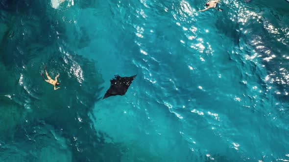 Aerial View of Manta Rays Group