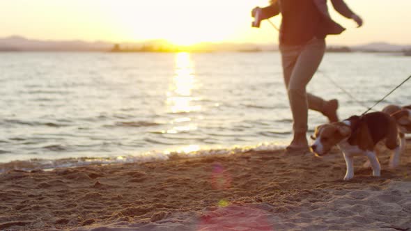 Beagle Dogs Running with Owners along Lakeshore at Sunset