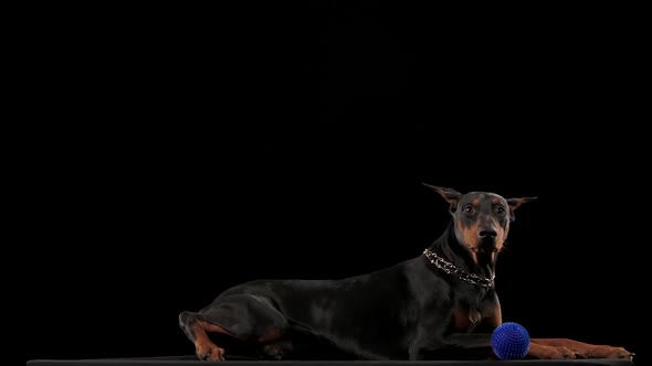 Doberman Pinscher Lies and Wiggles Its Triangular Ears in a Funny Way