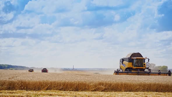 Harvesting ripe crop on the yellow field. 