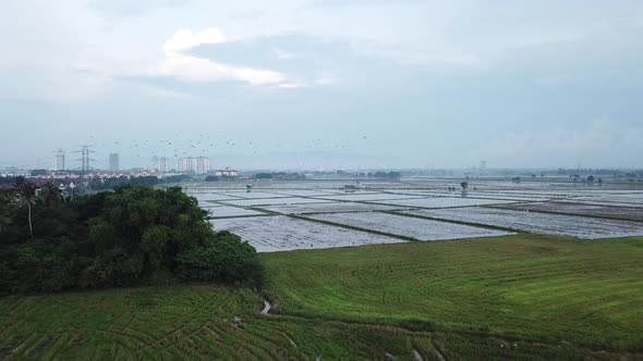 Aerial View with flock of Asian openbill stork birds 