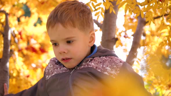 The Child Climbed a Tree