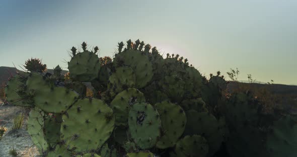 Desert Sunrise Prickly Pear Cactus - Big Bend National Park - Time lapse