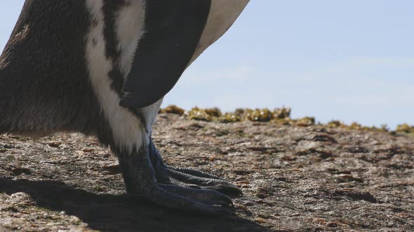 African penguin standing on rock and scratching itself with the beak