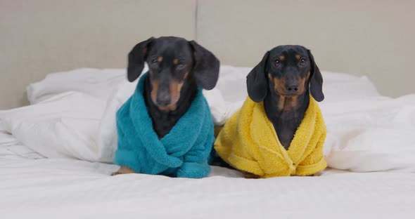 Two Funny Dachshund in Terry Robes are Sitting on Bed Under Warm Blanket