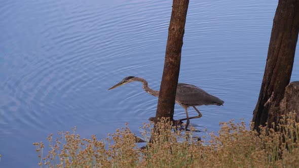 Heron stalking through the blue waters in a southwest lake.