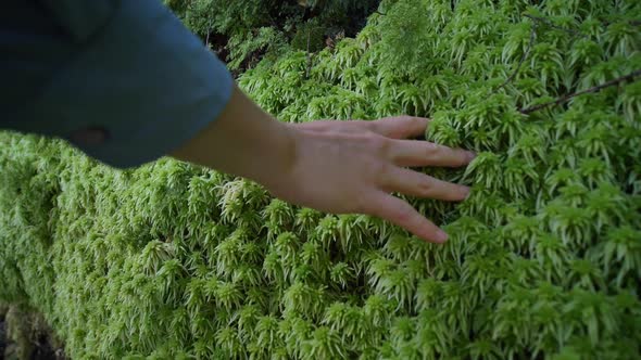 Dolly out, person touches lush green moss, New Zealand