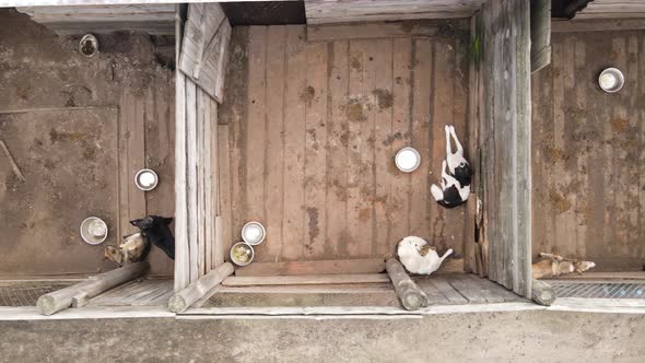 Aerial View of a Shelter for Stray Dogs.