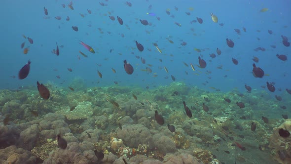 Coral Reef Tropical Fish