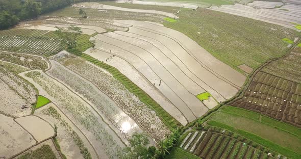 Aerial view of watery rice field and farmers. Flight over of Tonoboyo village, Magelang, Indonesia.
