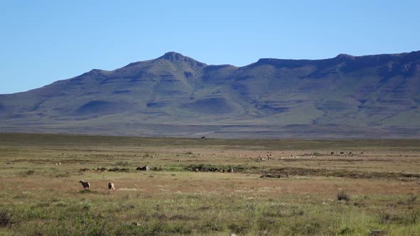 Sheep farming in the central karoo