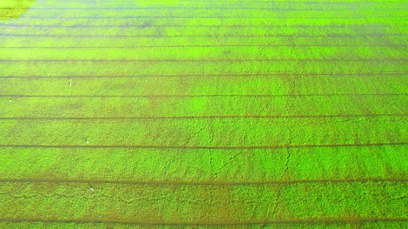 4K Aerial Wide view of Beautiful green rice sapling fields in the rural of Thailand