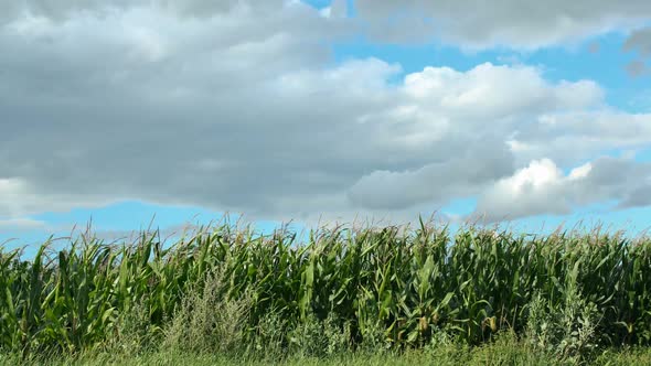 summer timelapse of corn field with blue sky