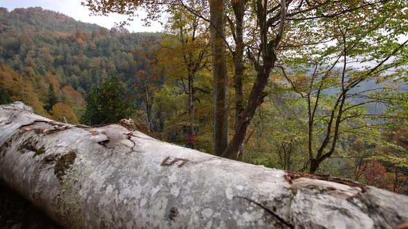 4k shot of forest with slider dolly over a fallen tree.