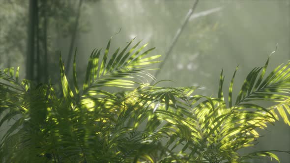 Bright Light Shining Through the Humid Misty Fog and Jungle Leaves