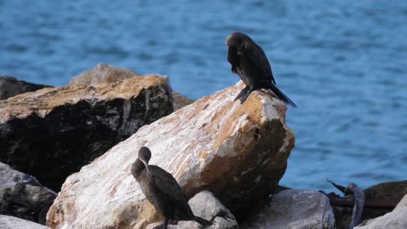 Two Cape cormorants on the rocks 