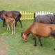 Footage of a herd of horses eating grass on a field near a colorful fence - VideoHive Item for Sale