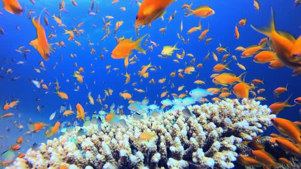 Tropical Underwater Colourful Sea Fishes