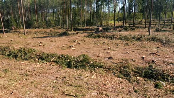 Aerial View Forest Cutting Area