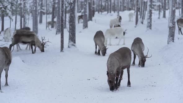 Reindeer herd trying to find food from frozen snowy road in the middle of forest in Lapland Finland.